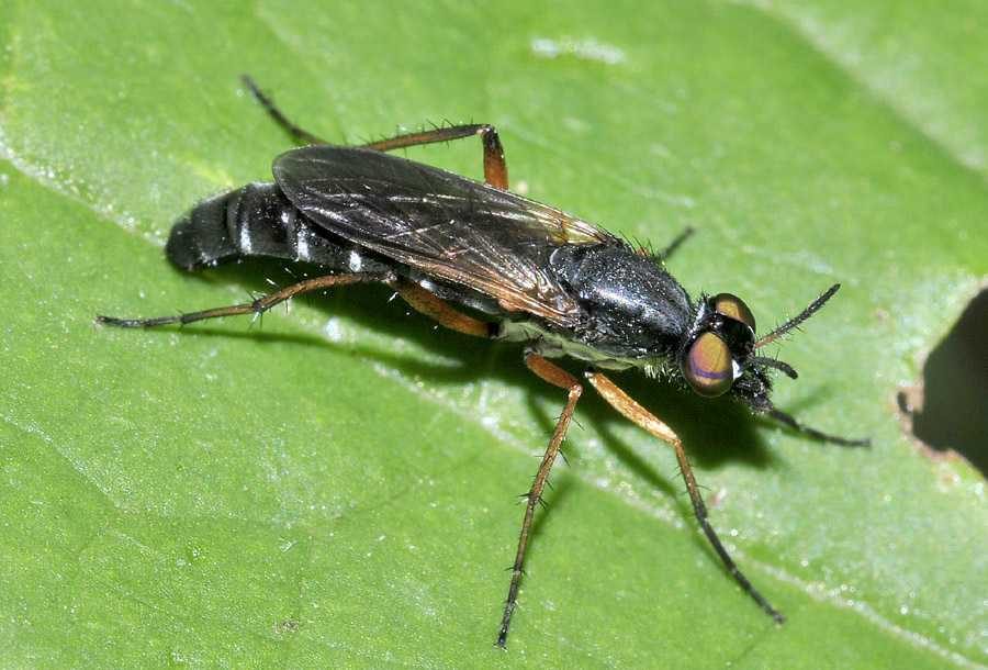 Therevidae:   Euphycus dispar, femmina